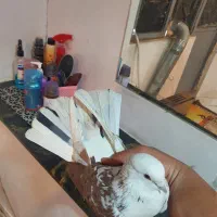 ۲تا کفتر عطیقه
