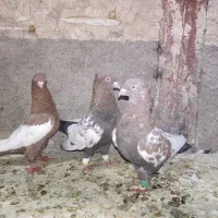 کبوتر|پرنده|فسا, |دیوار