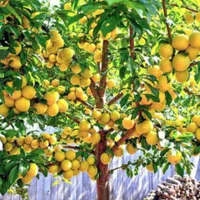 نهال آلو قطره طلا گلدانی( سبزوار نهال)|گل و گیاه طبیعی|سبزوار, کهنه آب|دیوار