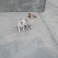 سگ پاکوتاه حرف گوش کن