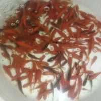 ماهی قرمز(ماهی گلی)