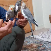 عروس هلندی سینامون|پرنده|تهران, هفده شهریور|دیوار