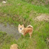 فروش پامر روباهی