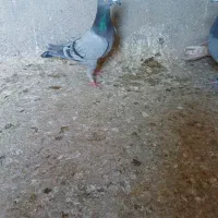 پلاکی صید کربلایی صید