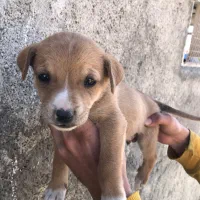 توله پیتبول شکاری