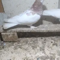 ن نر طوق۷رنگ