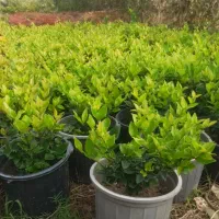 یاس هلندی ، سطل ۱۰ ، ریشه پرس|خدمات باغبانی و درختکاری|واجارگاه, |دیوار