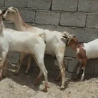 فروش دوبز باکهرع