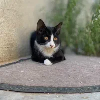 بچه گربه