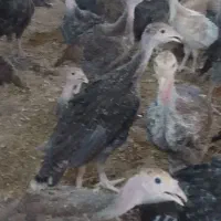 جوجه بوقلمون