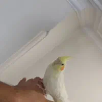 عروس هلندی رام و سخنگو|پرنده|تهران, باشگاه نفت|دیوار