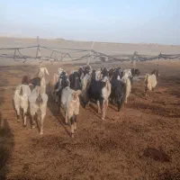 بز ابستن|حیوانات مزرعه|سبزوار, قصبه غربی|دیوار