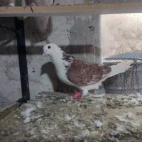 کبوتر