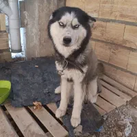 سگ گمشده