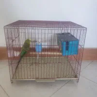 دو تا مرغ عشق با قفس و متعلقات