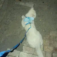 گربه