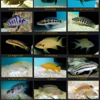 ماهی های خاص دریاچه زیبای تانگانیکا