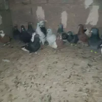 کفتر|پرنده|زرند, |دیوار