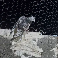 هفت رنگ و سرخ دم سفید