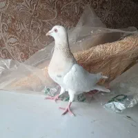 کله هما مادس تازه صاف کرده داره خال میریزه میزون