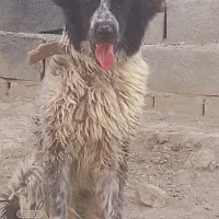 سگ توله ۷ماهه همقل