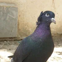 کبوتر نر راعبی (روا۵ب)