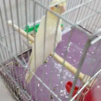 جوجه لوتینو دونخور و اهلی