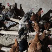 خروس۶ماهه جوان.خوشرنگ.خوش آواز