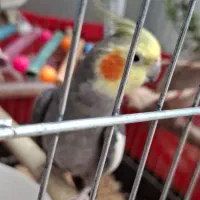 عروس هلندی یک  جفت