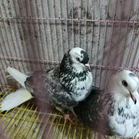 کفتر پرشی تیرماهی