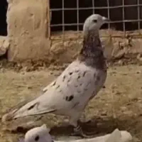 کبوتر|پرنده|زارچ, |دیوار