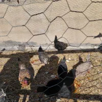 مرغ محلی و گلین تخم گذاری و کرک شو|حیوانات مزرعه|زرقان, |دیوار