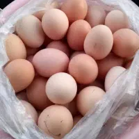 تخم مرغ محلی نطفه دار ارگانیک روز تازه