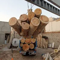 خریدار چوب هرس درخت قطع درخت برش چوب
