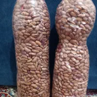 حبوبات