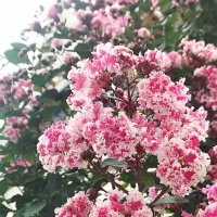 درختچه گل توری ایرانی و خارجی