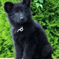 4قلاده ژرمن بلک 75 روزه 3 ماده و یک نر