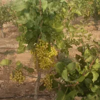 مهندسی و مشاوره باغات پسته|خدمات باغبانی و درختکاری|سروستان, |دیوار