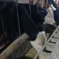 کارگر دامداری