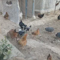 انواع مرغ و خروس و نیمچه|حیوانات مزرعه|وحیدیه, |دیوار