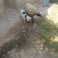 شیشک چتری برره دار