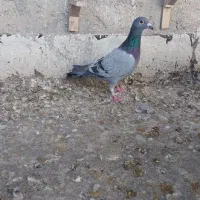 کبوتر صید.   سبز جفت پلاک