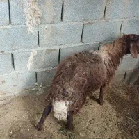 بره نر|حیوانات مزرعه|نیشابور, مازول|دیوار