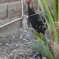 مرغ و خروس اصیل نژاد دار|حیوانات مزرعه|سراوان, |دیوار