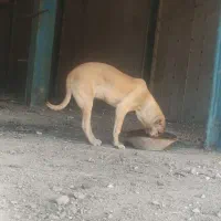 توله ماده سرابی