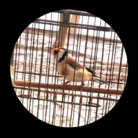 سهره متولد قفس  نرو ماده