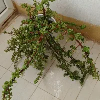 گل وگیاه|گل و گیاه طبیعی|سرپل ذهاب, |دیوار