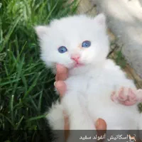 واگذاری گربه