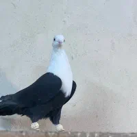 کفتر کله سفید ماده آس|پرنده|مشهد, هفده شهریور|دیوار