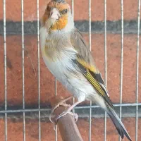 2تا سهره قناری دهن دار